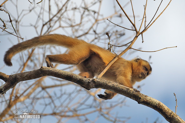 Brown Capuchin Monkey (Cebus appella)