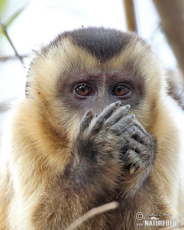 Brown Capuchin Monkey (Cebus appella)