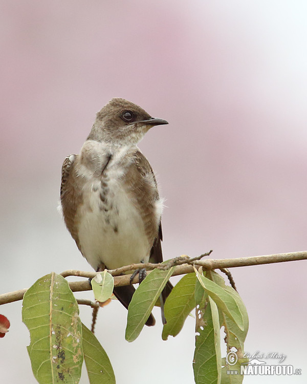 Brown-chested Martin (Progne tapera)