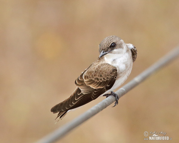 Brown-chested Martin (Progne tapera)