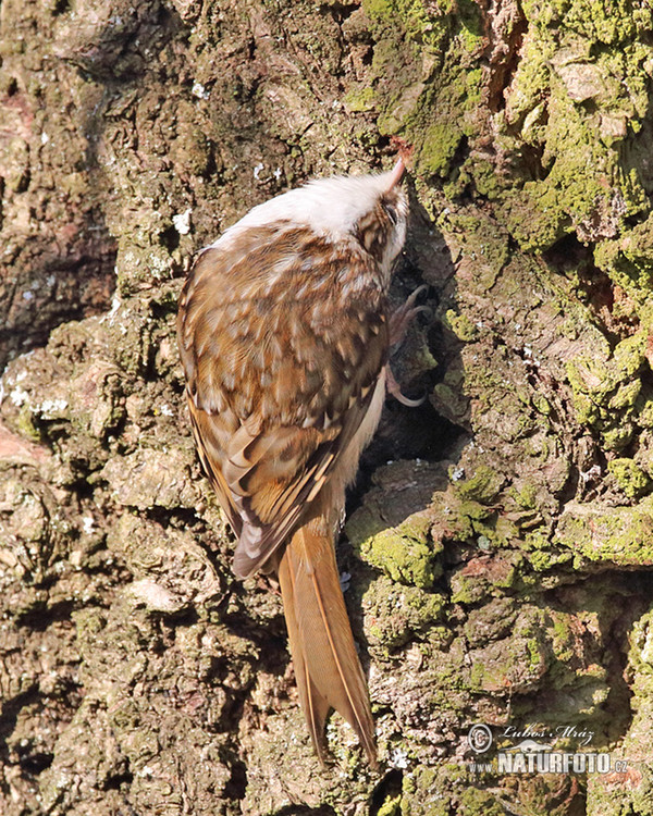 Brown Creeper (Certhia familiaris)