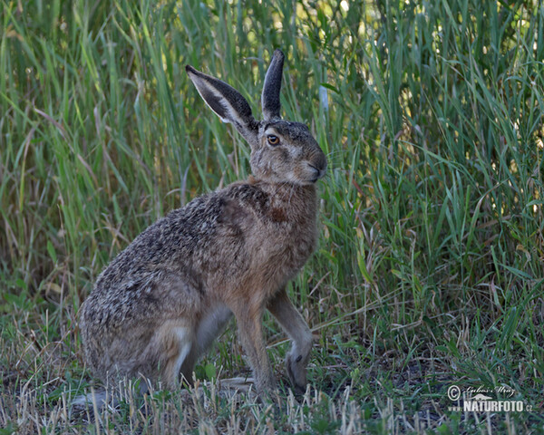 Brown Hare (Lepus europaeus)