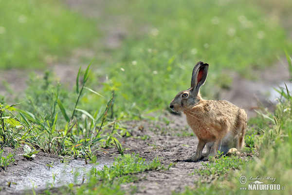 Brown Hare (Lepus europaeus)