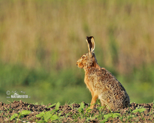 Brown Hare (Lepus europaeus)