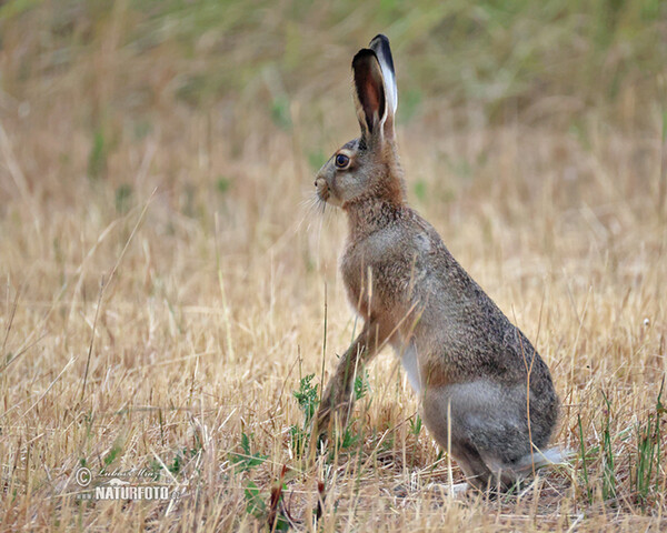 Brown Hare (Lepus europaeus)