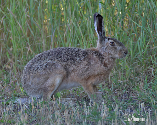Brown Hare (Lepus europaeus)
