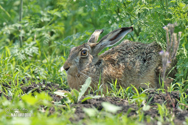 Brown Hare (Lepus europaeus)