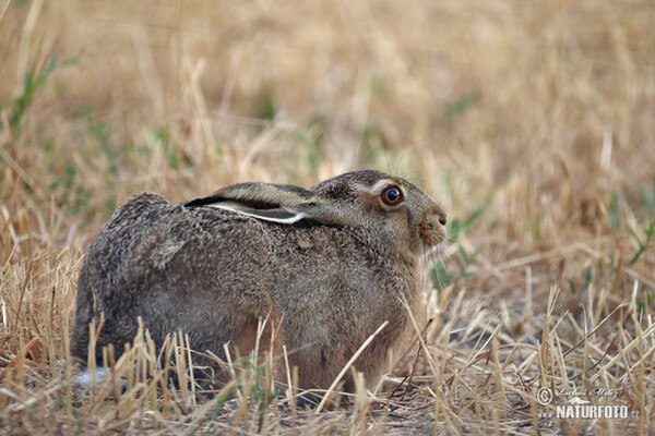 Brown Hare (Lepus europaeus)