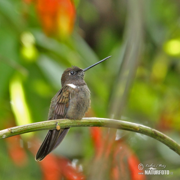 Brown Inca (Coeligena wilsoni)