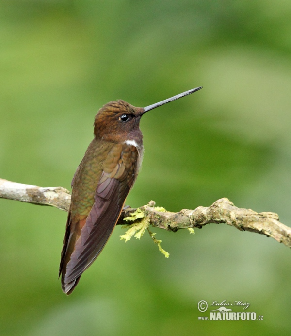 Brown Inca (Coeligena wilsoni)