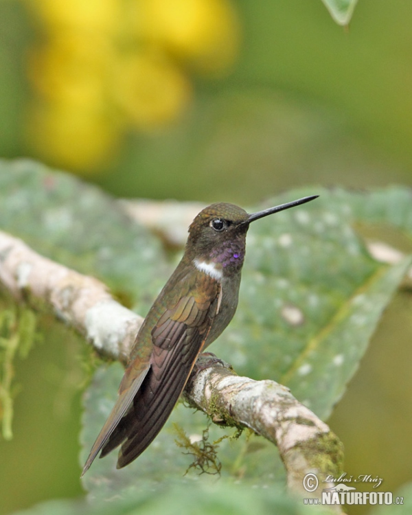 Brown Inca (Coeligena wilsoni)