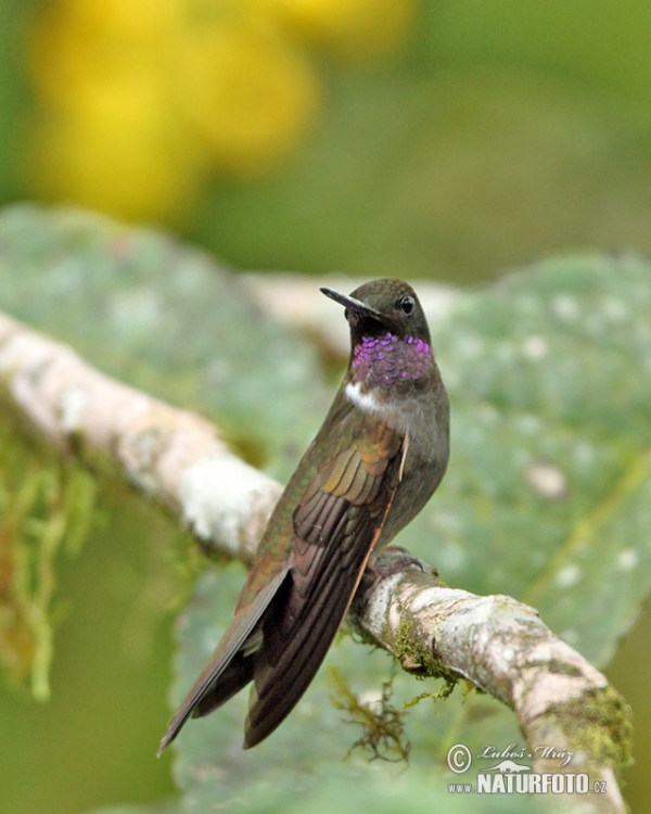 Brown Inca (Coeligena wilsoni)