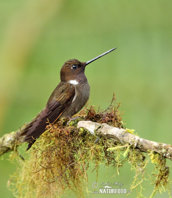 Brown Inca (Coeligena wilsoni)