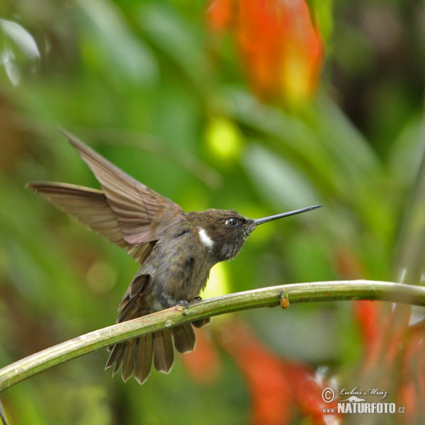 Brown Inca (Coeligena wilsoni)