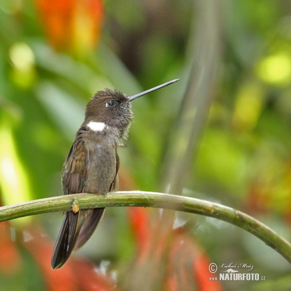 Brown Inca (Coeligena wilsoni)