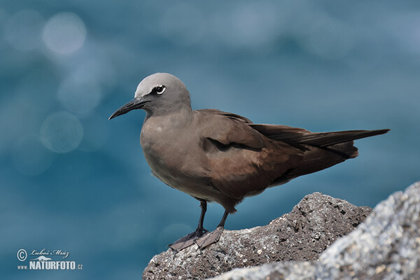 Brown Noddy (Anous stolidus)