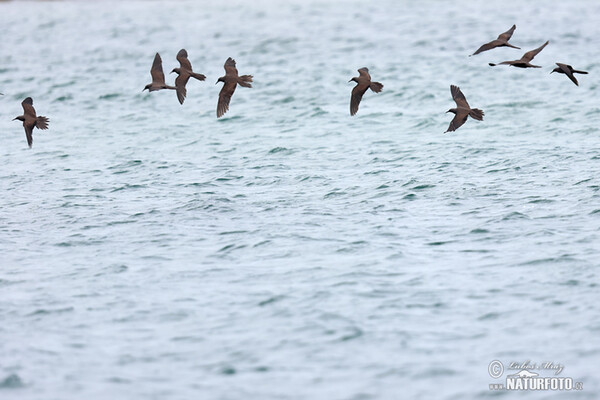 Brown Noddy (Anous stolidus)