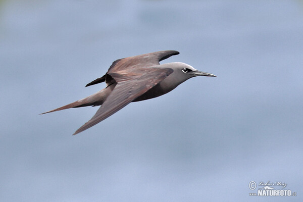 Brown Noddy (Anous stolidus)