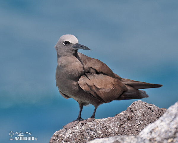 Brown Noddy (Anous stolidus)