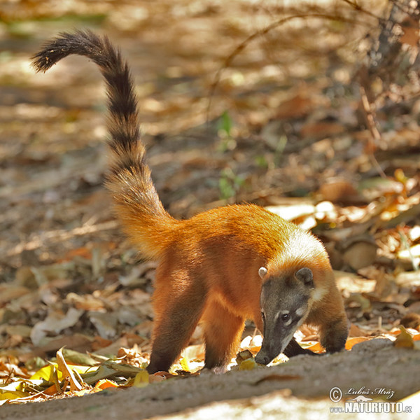 Brown-nosed Coati, South American Coati (Nasua nasua)