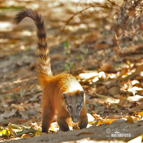 Brown-nosed Coati, South American Coati (Nasua nasua)