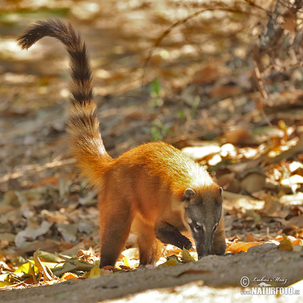 Brown-nosed Coati, South American Coati (Nasua nasua)