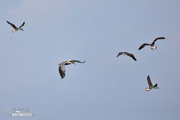 Brown Pelican (Pelecanus occidentalis)