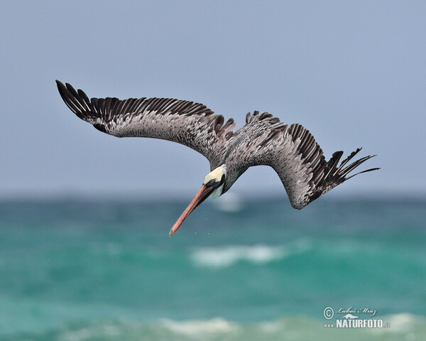 Brown Pelican (Pelecanus occidentalis)