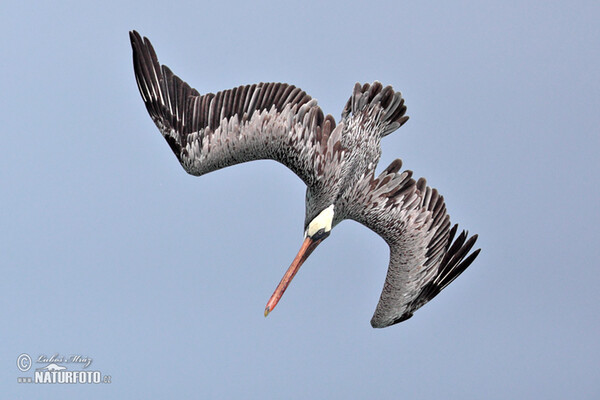 Brown Pelican (Pelecanus occidentalis)