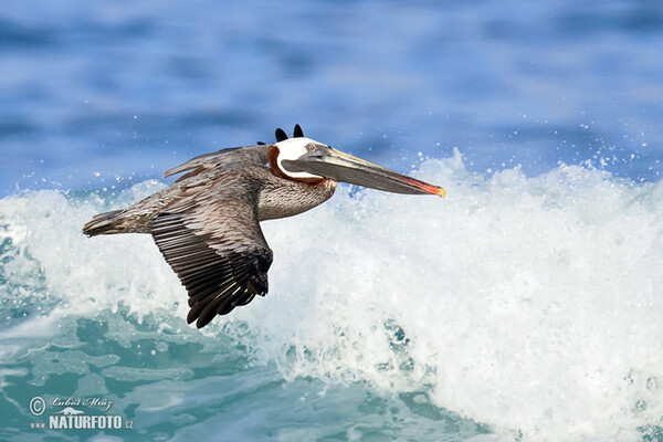 Brown Pelican (Pelecanus occidentalis)