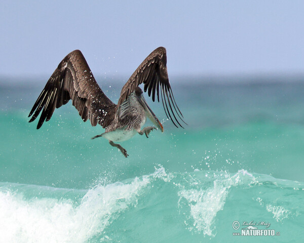 Brown Pelican (Pelecanus occidentalis)