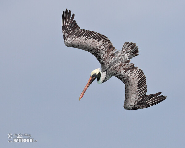 Brown Pelican (Pelecanus occidentalis)