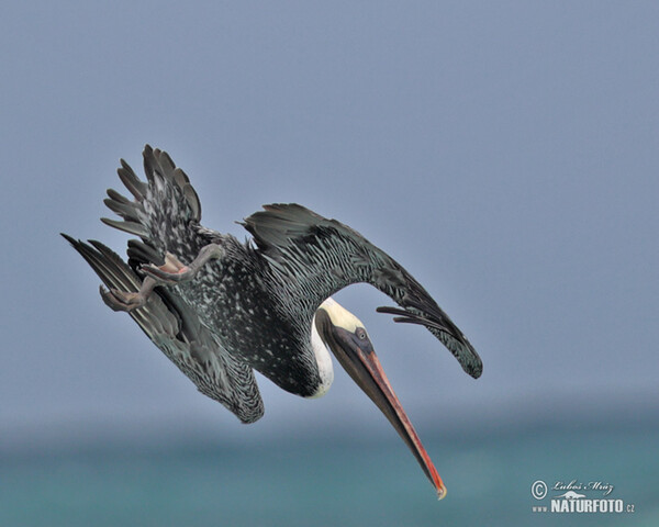 Brown Pelican (Pelecanus occidentalis)