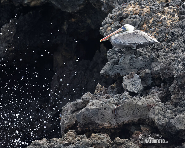 Brown Pelican (Pelecanus occidentalis)