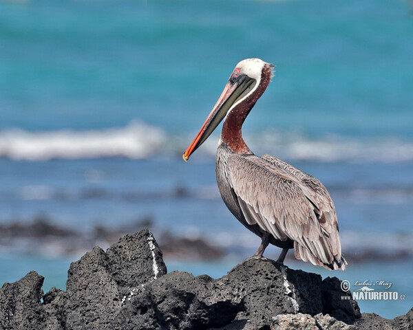 Brown Pelican (Pelecanus occidentalis)