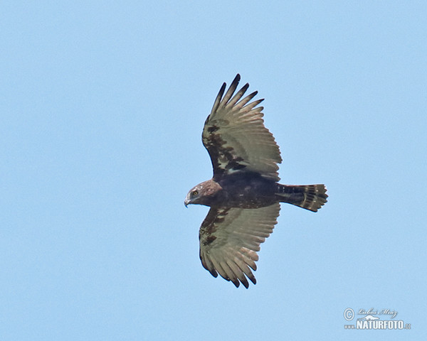 Brown Snake-Eagle (Circaetus cinereus)