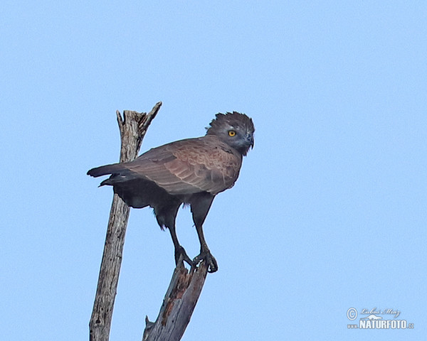 Brown Snake-Eagle (Circaetus cinereus)