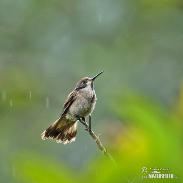 Brown Violet-ear (Colibri delphinae)