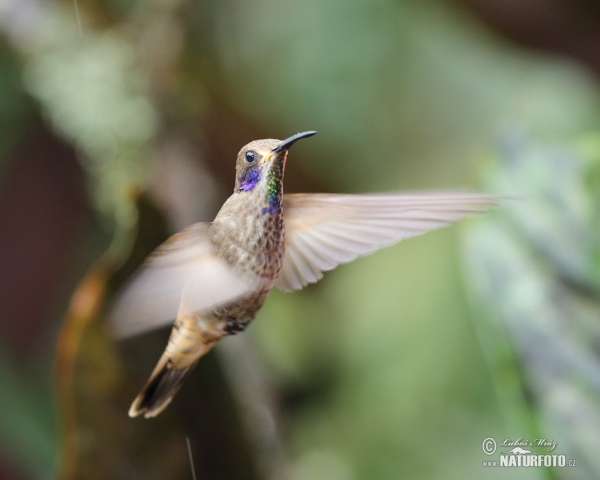 Brown Violet-ear (Colibri delphinae)