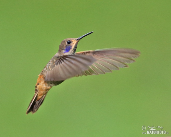 Brown Violet-ear (Colibri delphinae)