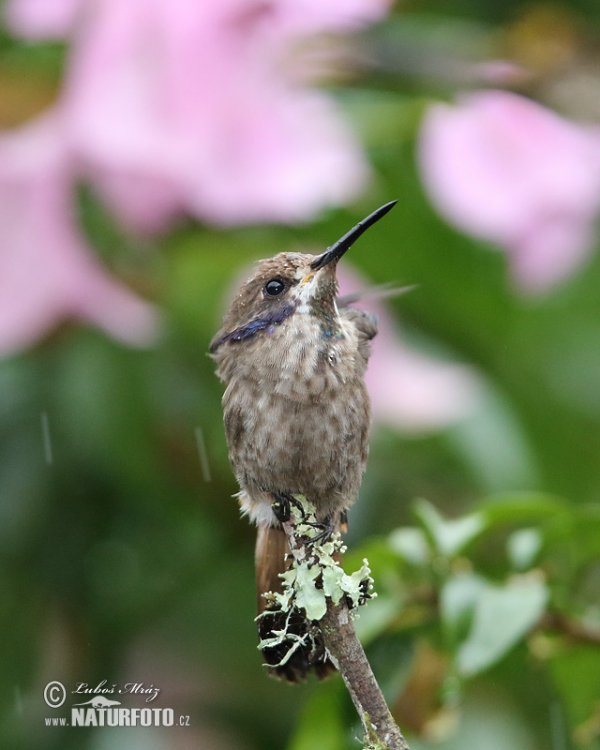 Brown Violet-ear (Colibri delphinae)