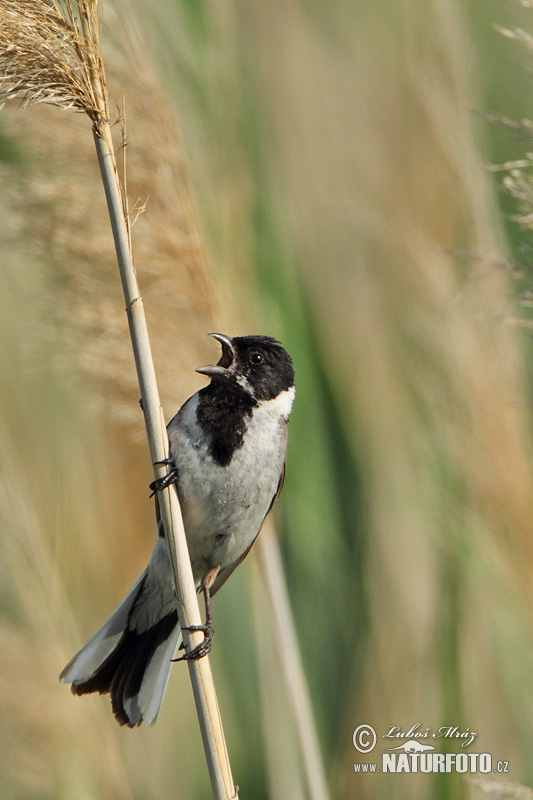 Bruant des roseaux