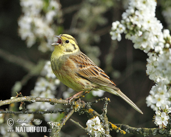 Bruant jaune