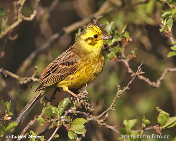 Bruant jaune