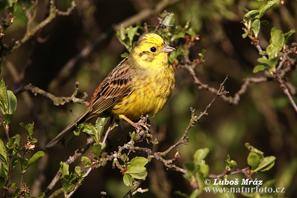 Bruant jaune