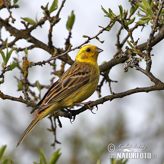 Bruant jaune