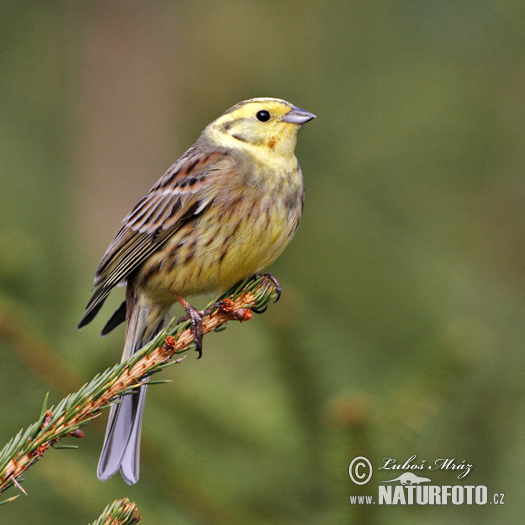 Bruant jaune