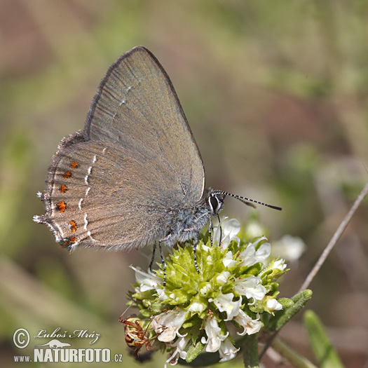 Bruine eikenpage