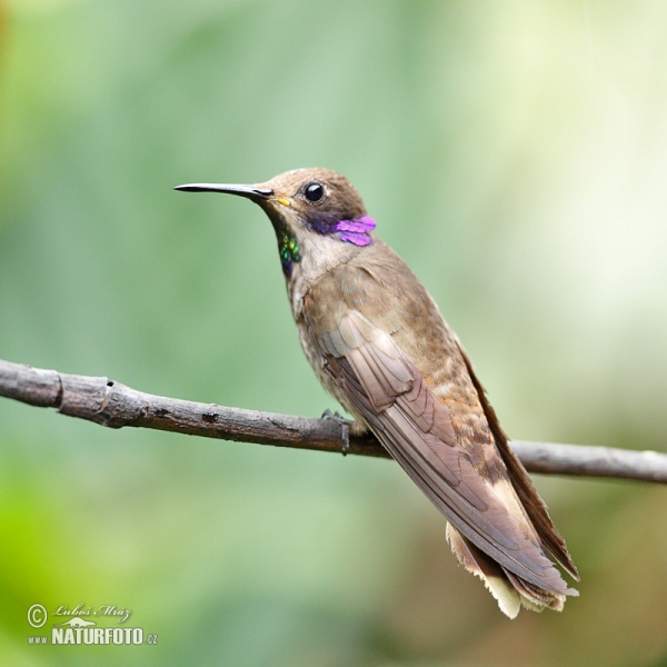 Bruine violetoorkolibrie