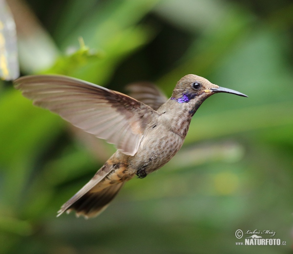 Bruine violetoorkolibrie